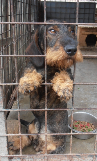 Edo červený hrun..