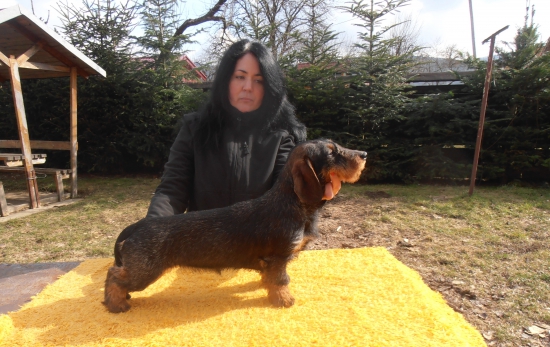 Chiara červený hrun, 6 mesiacov..