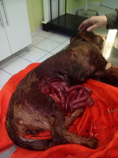 ELZA - takto to vyzeralo :(