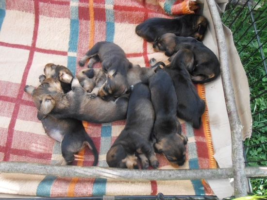 2-týždňoví drsňáci :)