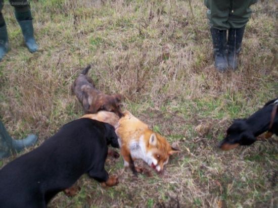 Dina(jazvecik)-prve stretnutie s liskou..