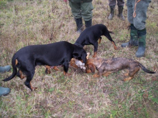 Este jedna pri liske..