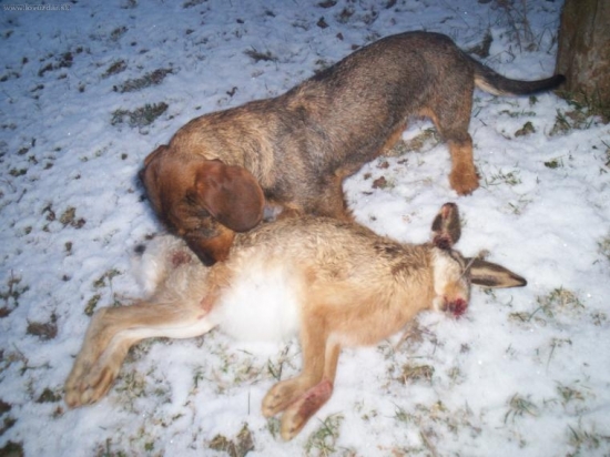 Prve stretnutie s divym usiakom...