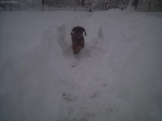 Dva dni v kuse snezi..