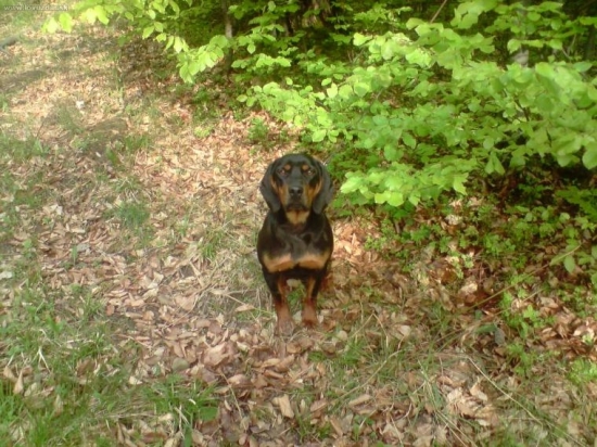 Fox od Pavlečkovy skály