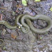 užovka