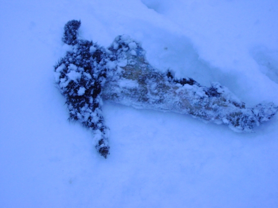 všetko čo ostalo zo zajaca