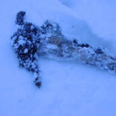 všetko čo ostalo zo zajaca