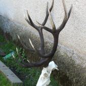 ruja 2011