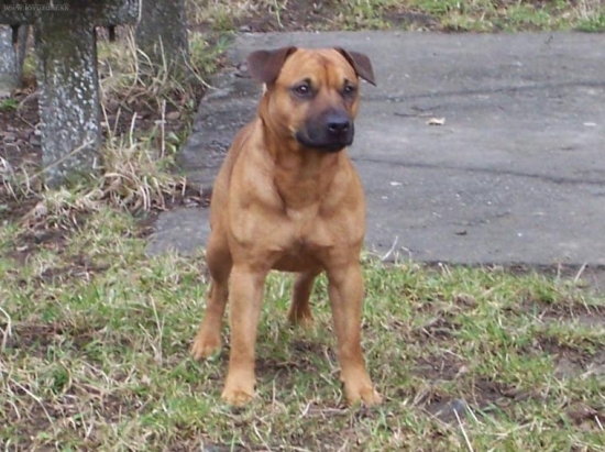 bony.Paterdaleterier.