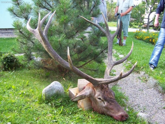 Kamaratov