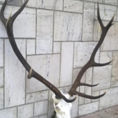 Po vyvareni Ruja 2009