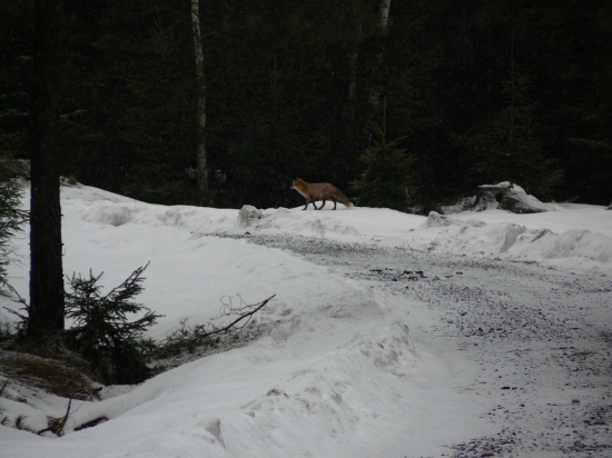 liška