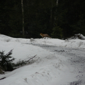 liška