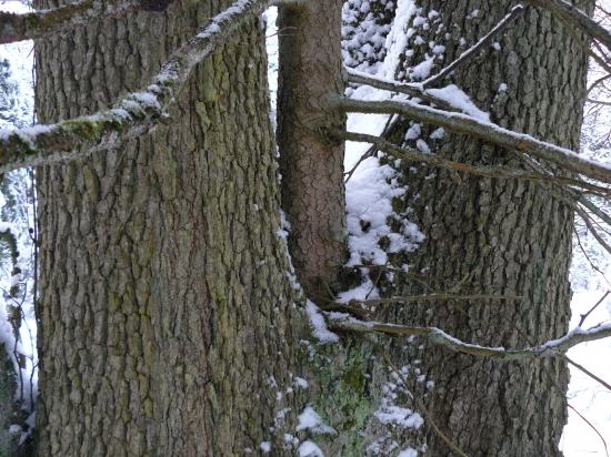 smrk vzajetí olší