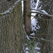 smrk vzajetí olší