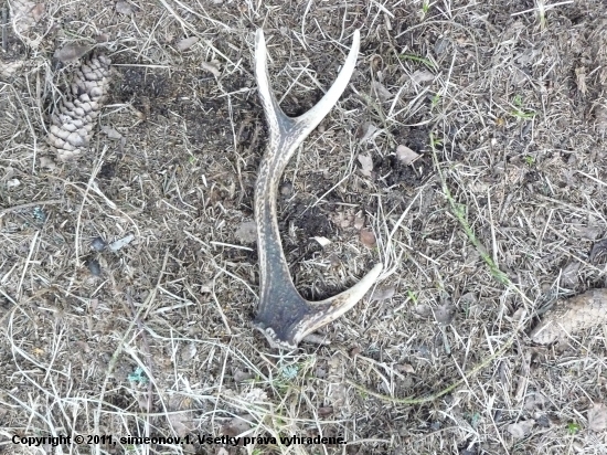 sika