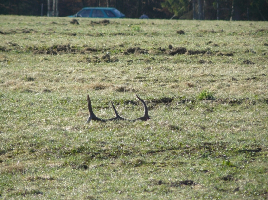 tomu se říká štěstí