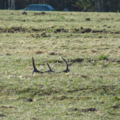 tomu se říká štěstí