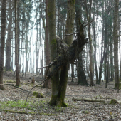 jak se tam asi dostal?