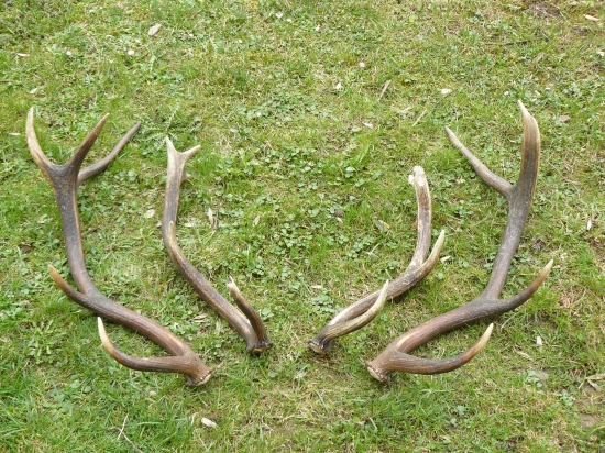 třetí a čtvrté paroží