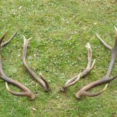 třetí a čtvrté paroží