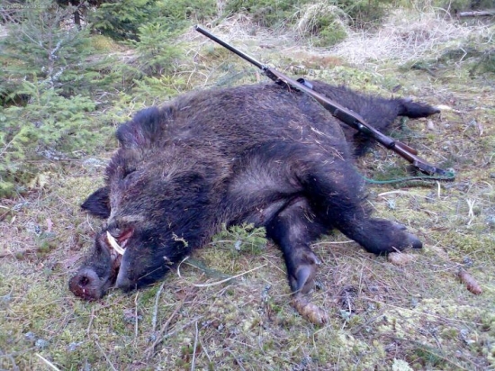 kamaradovo uspesna dohledavka