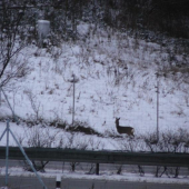 jeste ze tam je pletivo