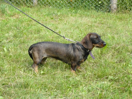 carnela z těšínovských buků