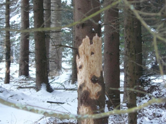 trocha sněhu a už loupou