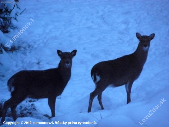 sika 2