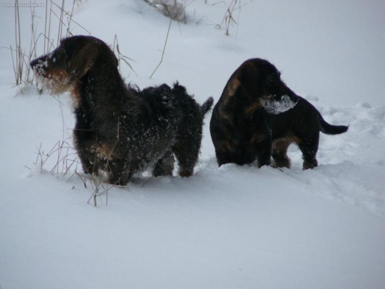 vidíš někde prasata