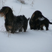 vidíš někde prasata