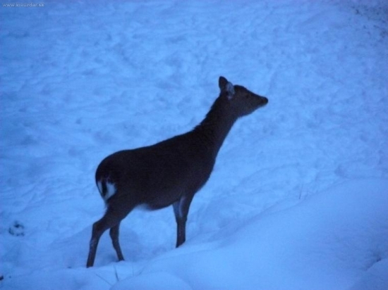 sika