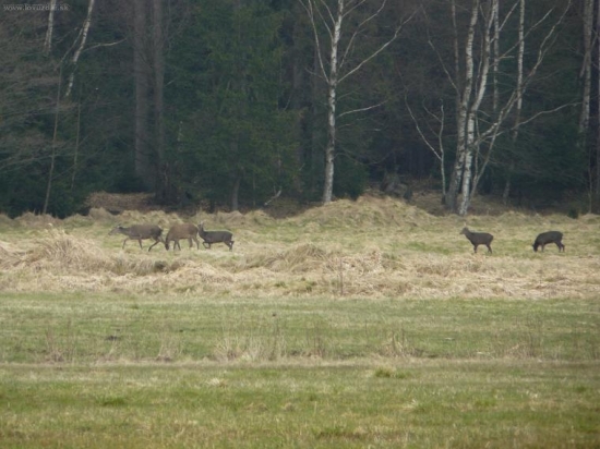 laně evropaka a jeleni sika