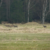 laně evropaka a jeleni sika