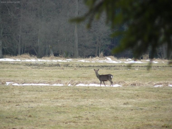 sika