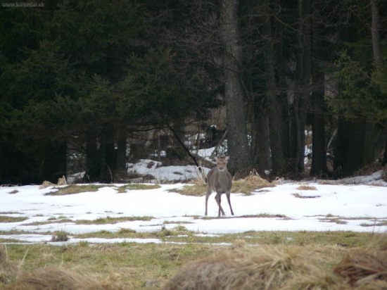 sika