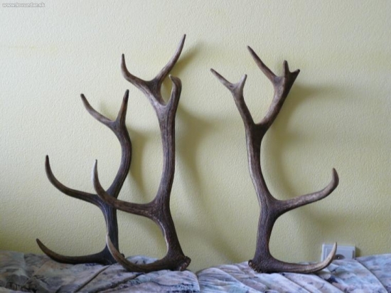 čtiřletej nerovnej čtrnacterak