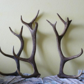 čtiřletej nerovnej čtrnacterak