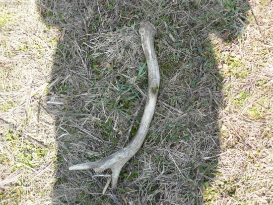 nedohledany a očasaný sekačkou