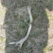 nedohledany a očasaný sekačkou