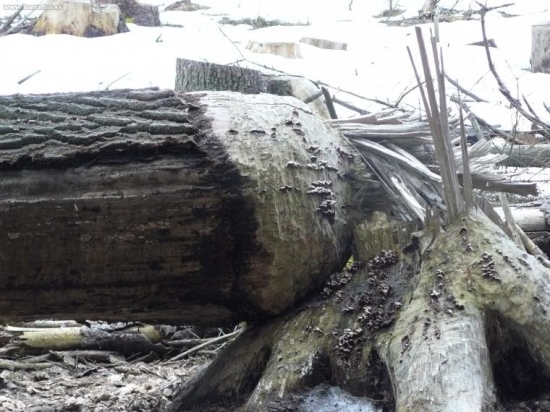 Na co motorovku stačí bobr.