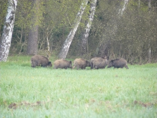 rano při cestě do prace