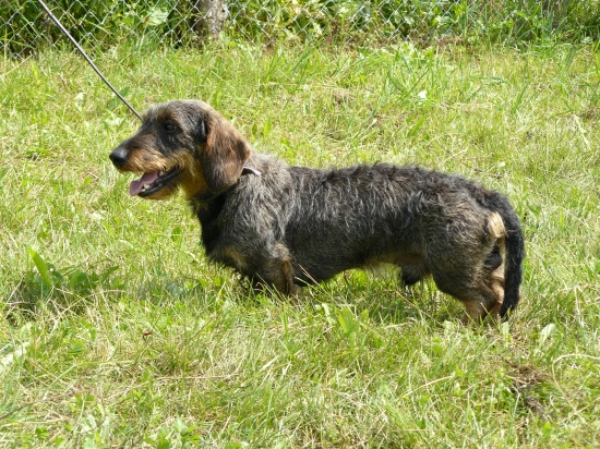 osmnacti na msblj v Galante 2*davič72-64bodu