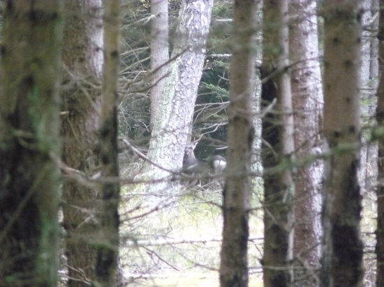sika