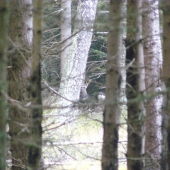 sika