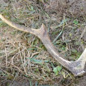 včera se dařilo sika č.2