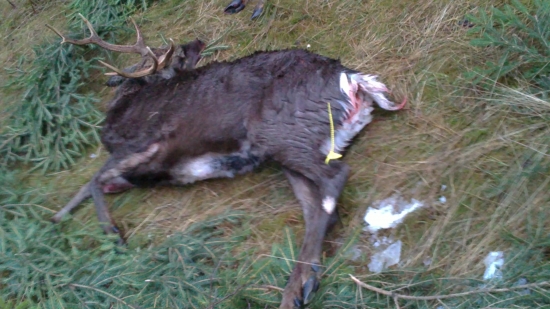 sika