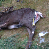 sika